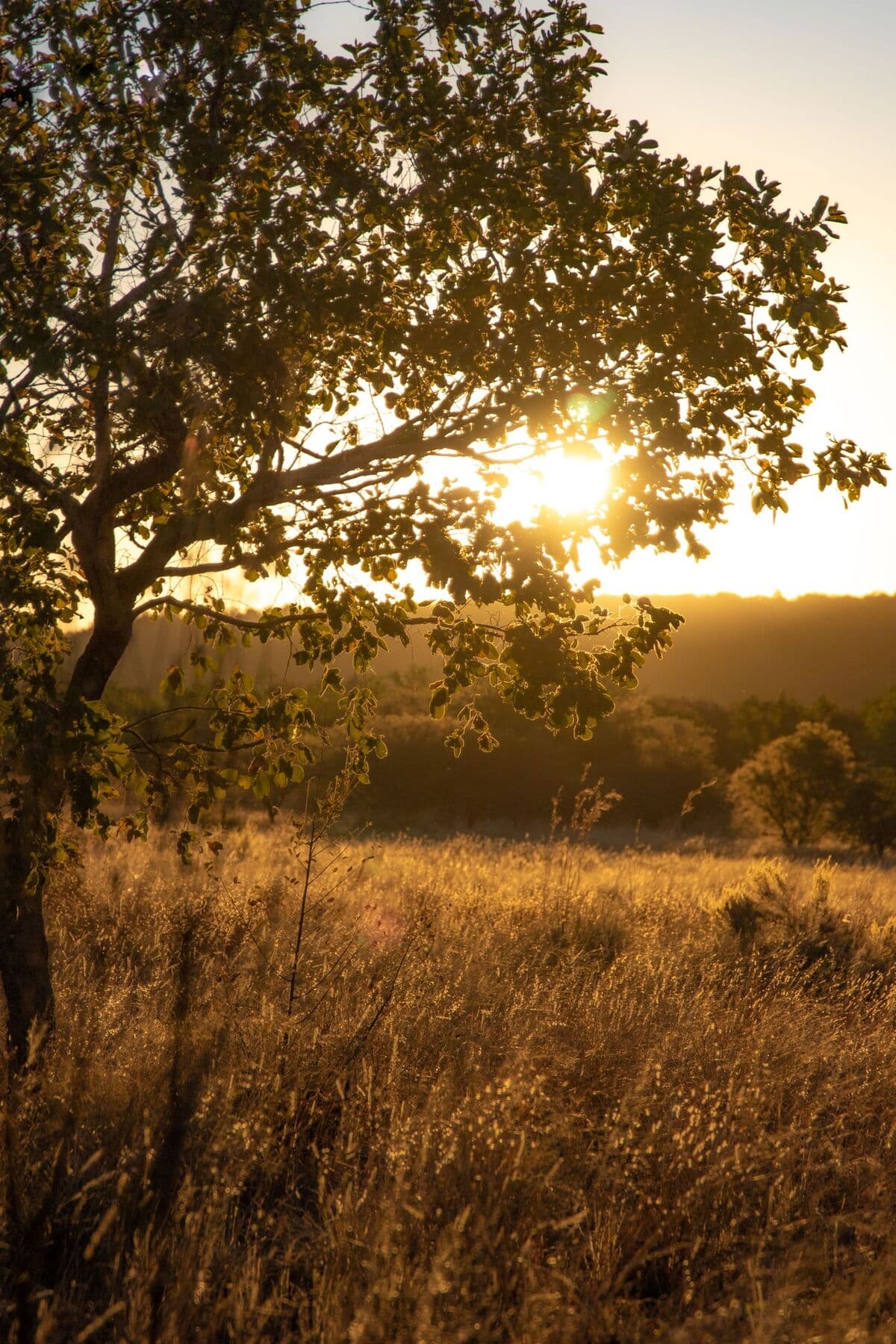 Un chêne au soleil couchant